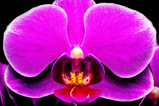 Magnificence