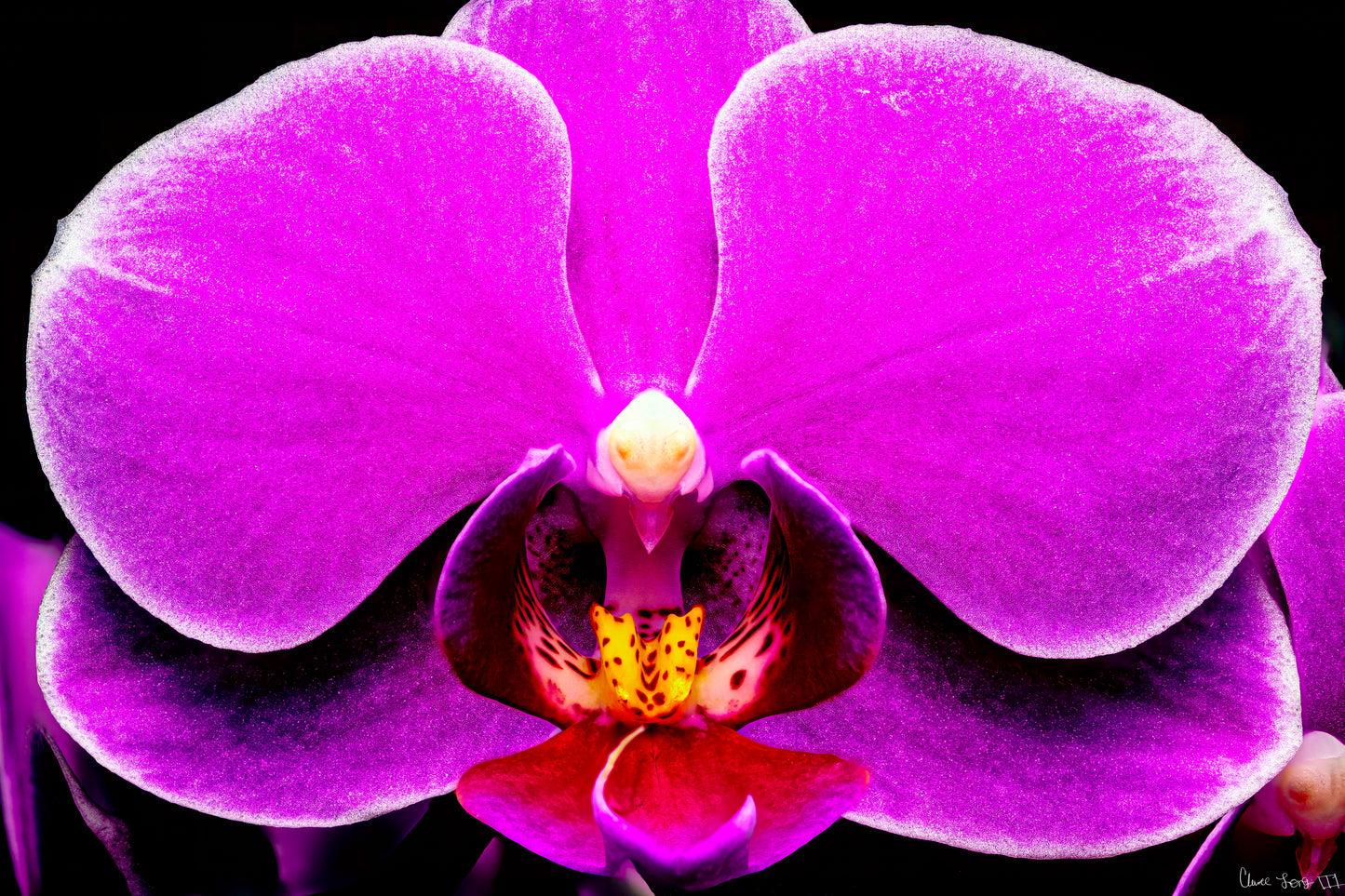Magnificence