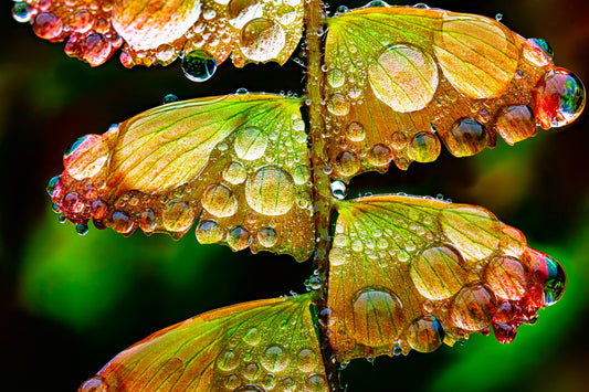 Monarch’s Abundance