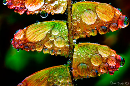 Monarch’s Abundance