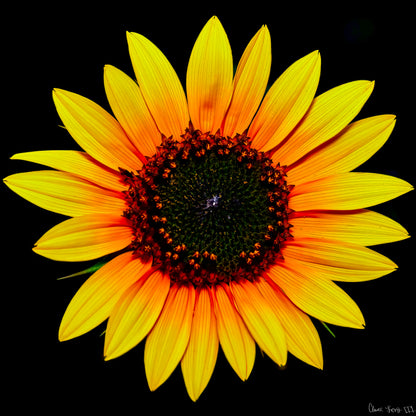 Nana’s Sunflower