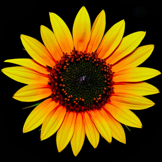 Nana’s Sunflower