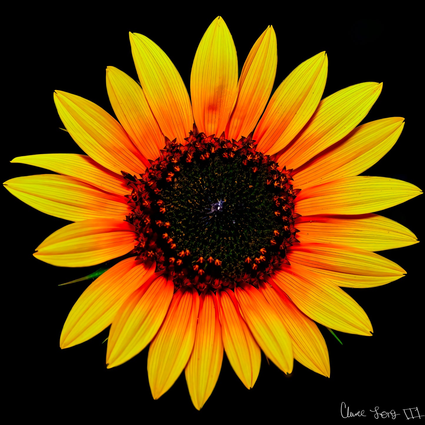Nana’s Sunflower