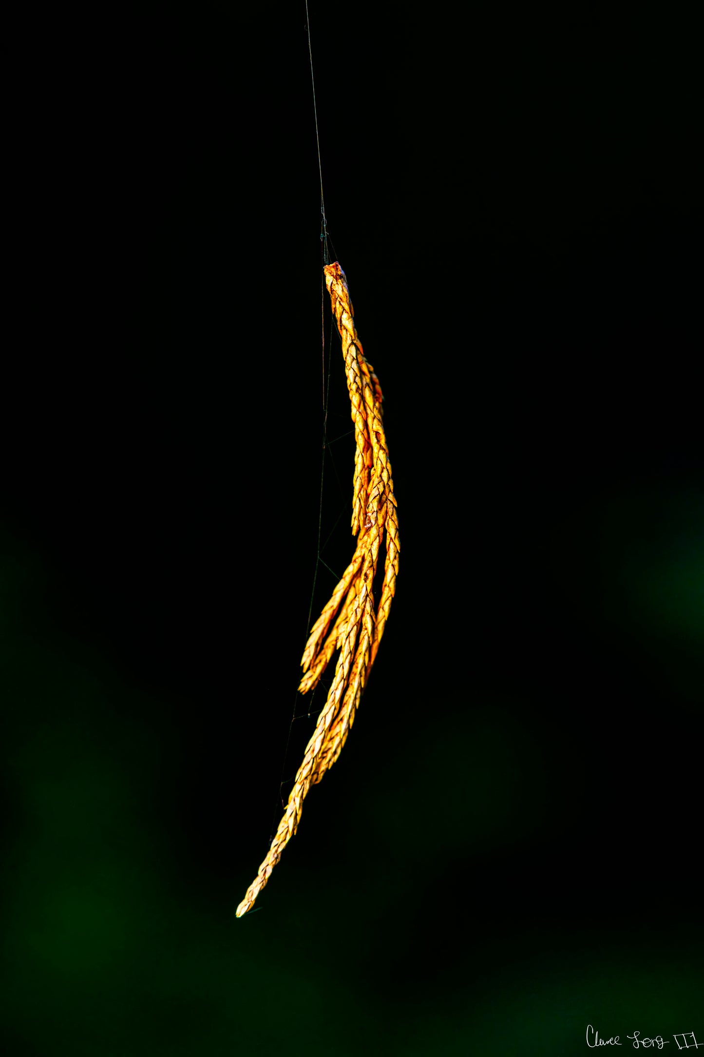 Nature’s Tether