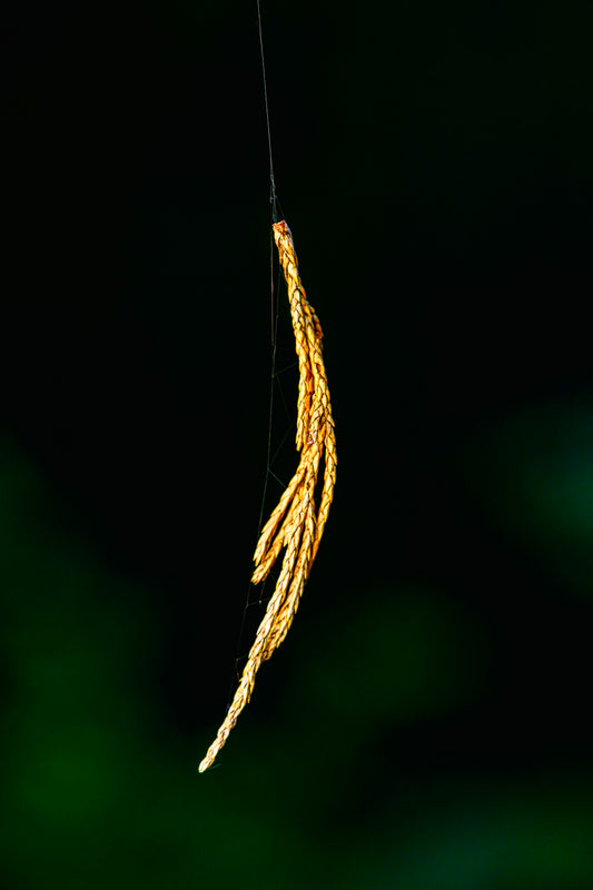 Nature’s Tether