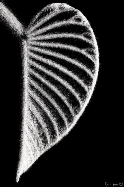Onyx Organ