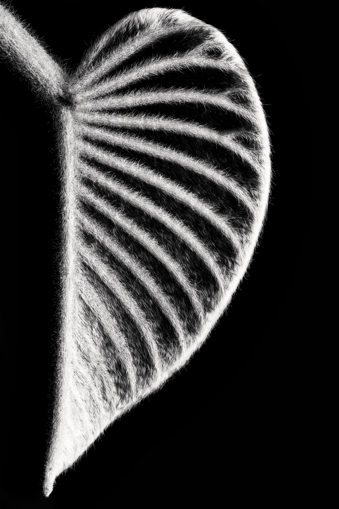 Onyx Organ