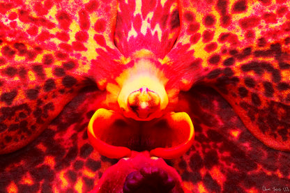 Orchid’s Last Stand in the Inferno