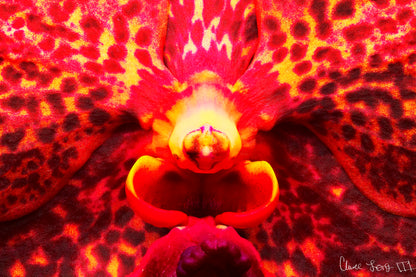 Orchid’s Last Stand in the Inferno