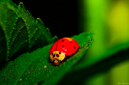 Main image Our Lady Bird