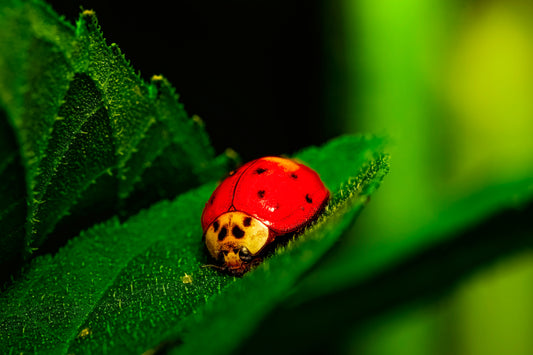 Our Lady Bird