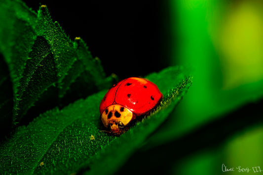 Our Lady Bird
