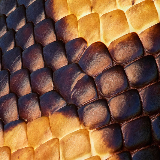 Python's Glow