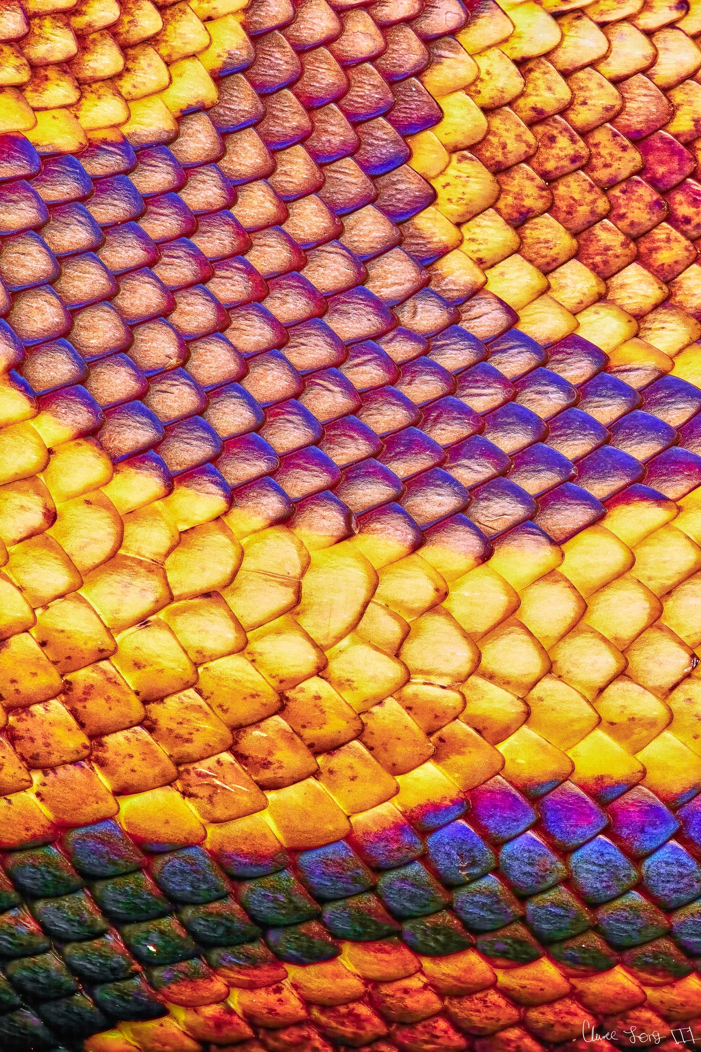 Python’s Iridescence