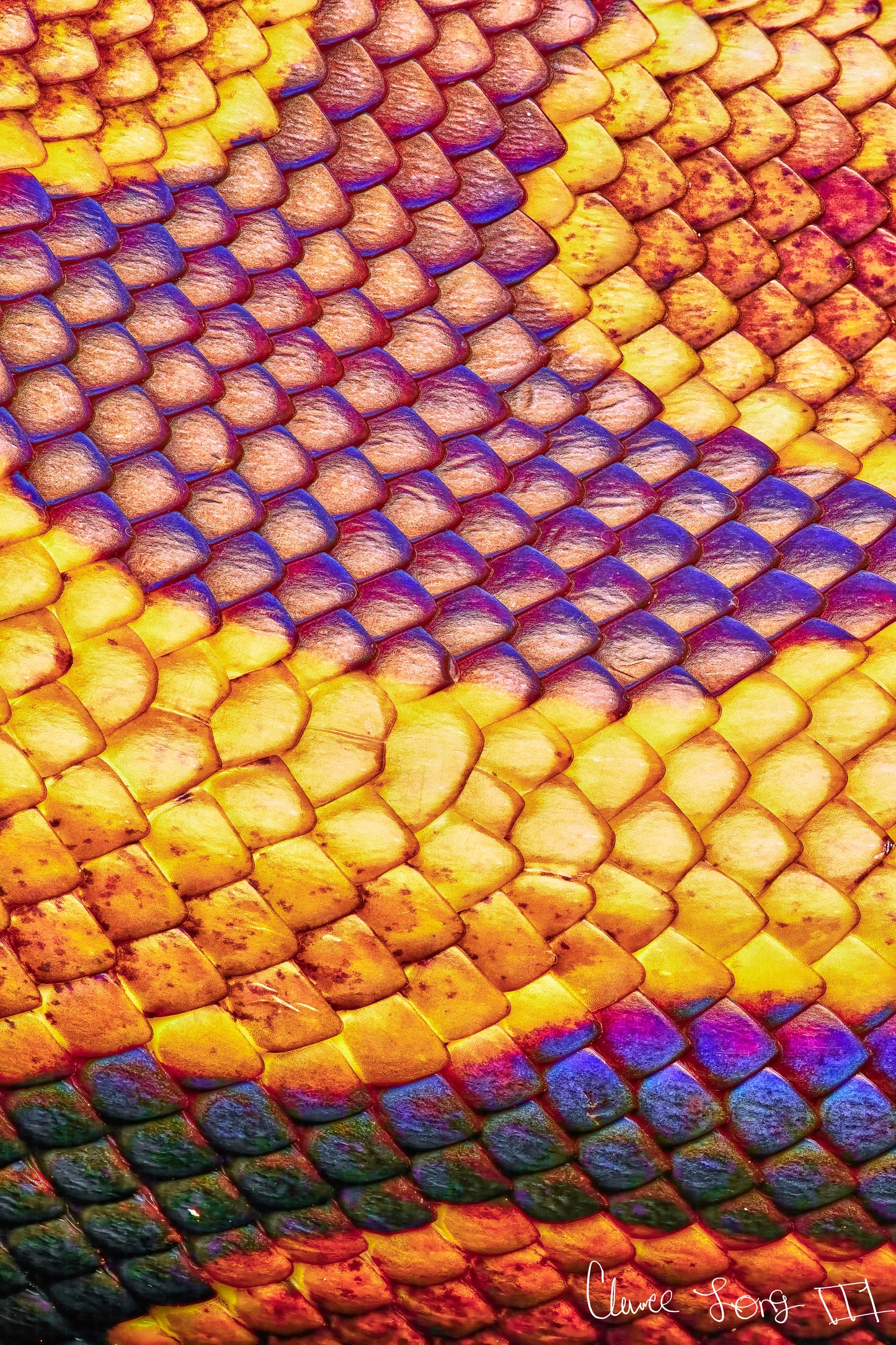 Python’s Iridescence