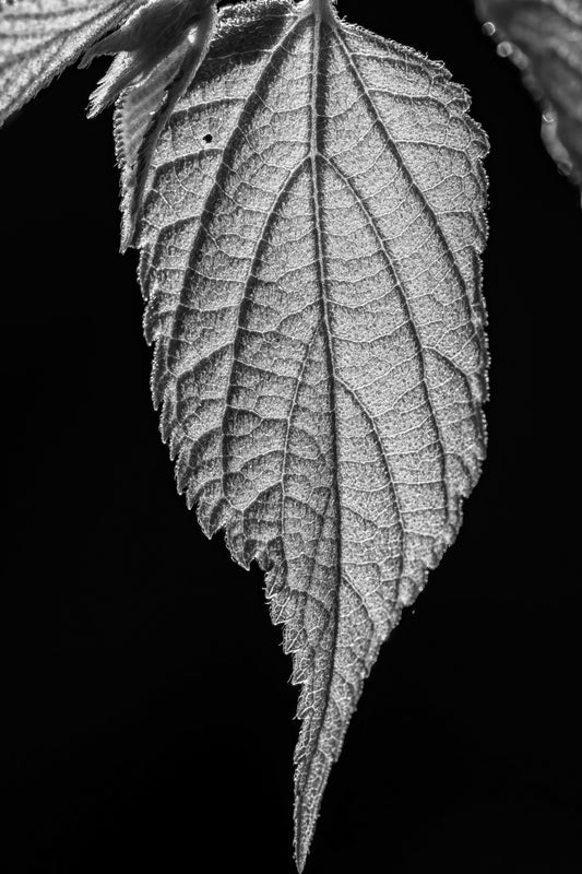 Reticulate Venation