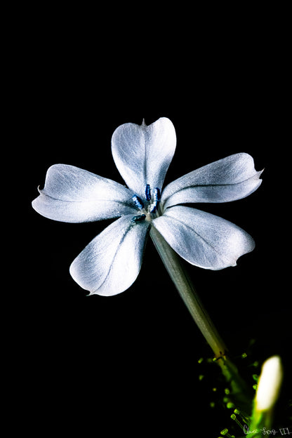 Silver Petals