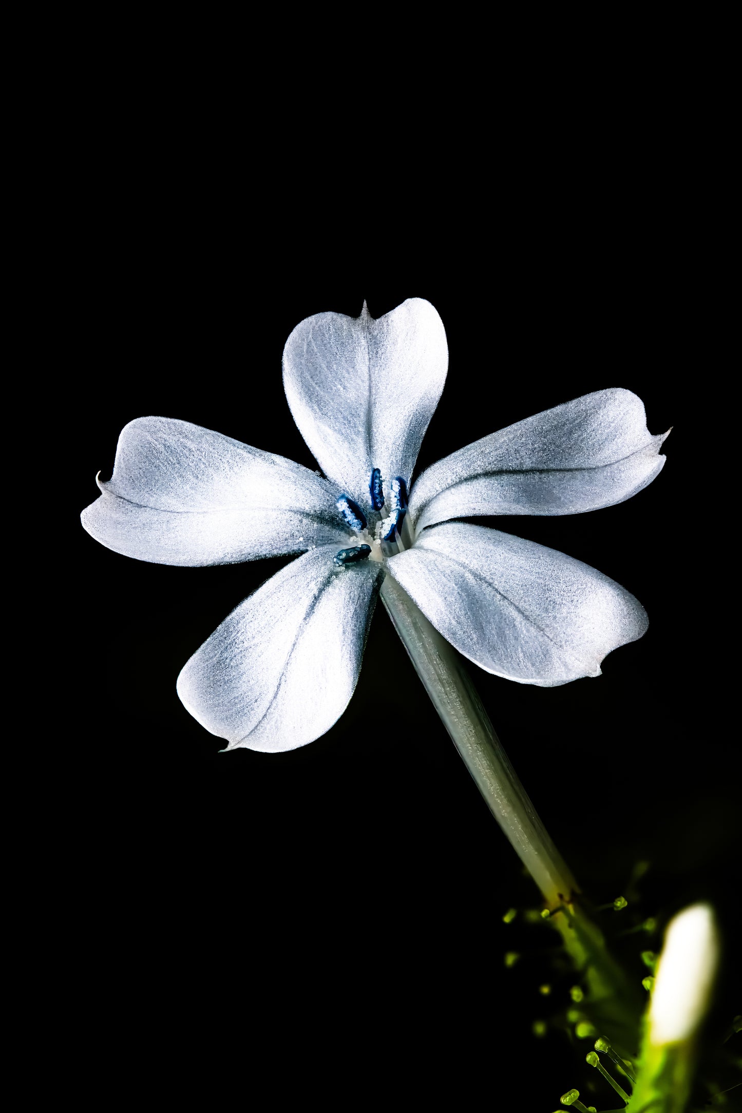 Silver Petals