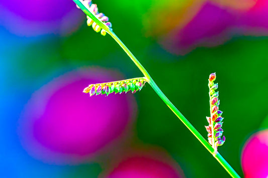 Technicolor Vibes