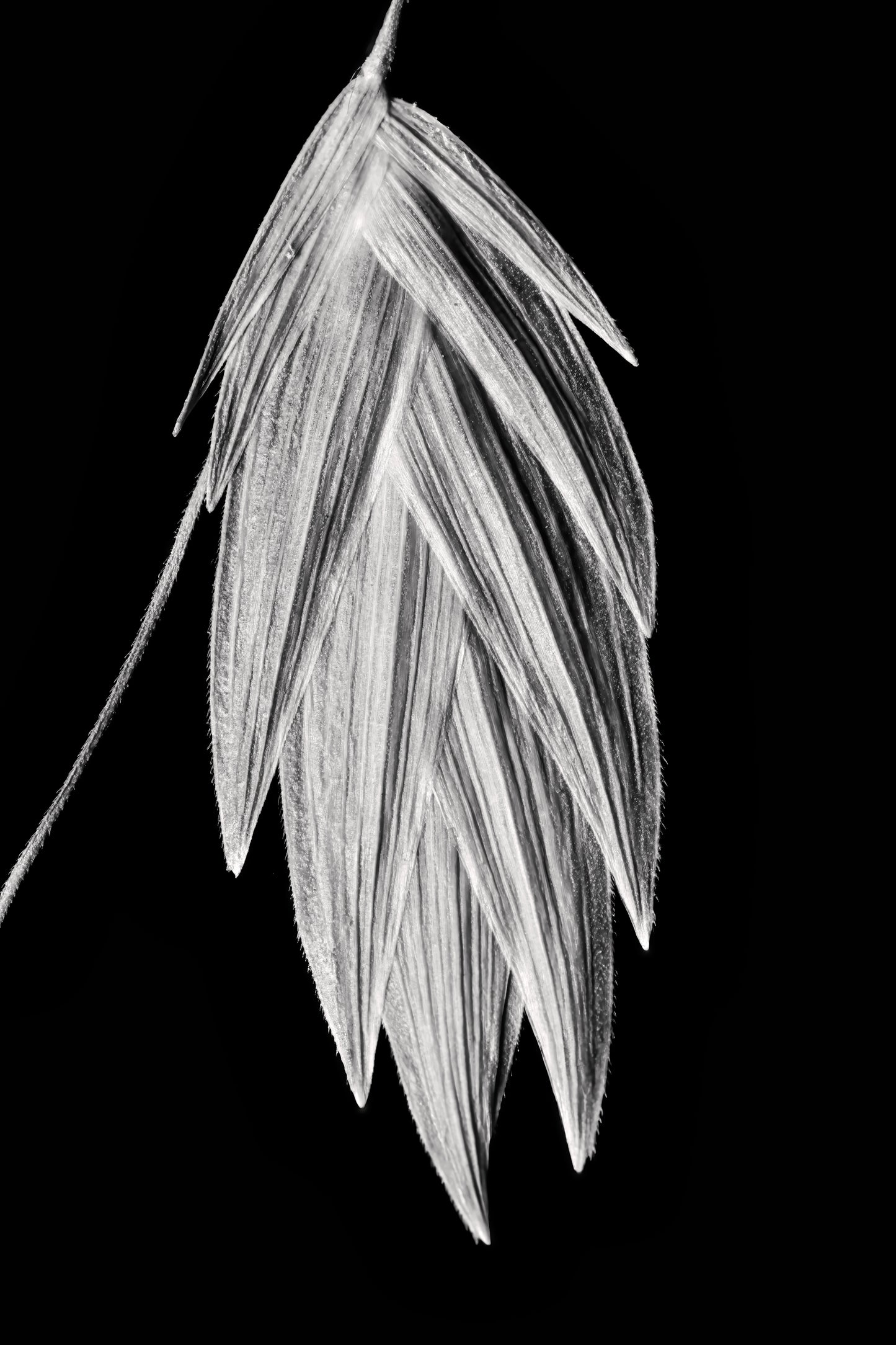 Tenebrous Sea Oat