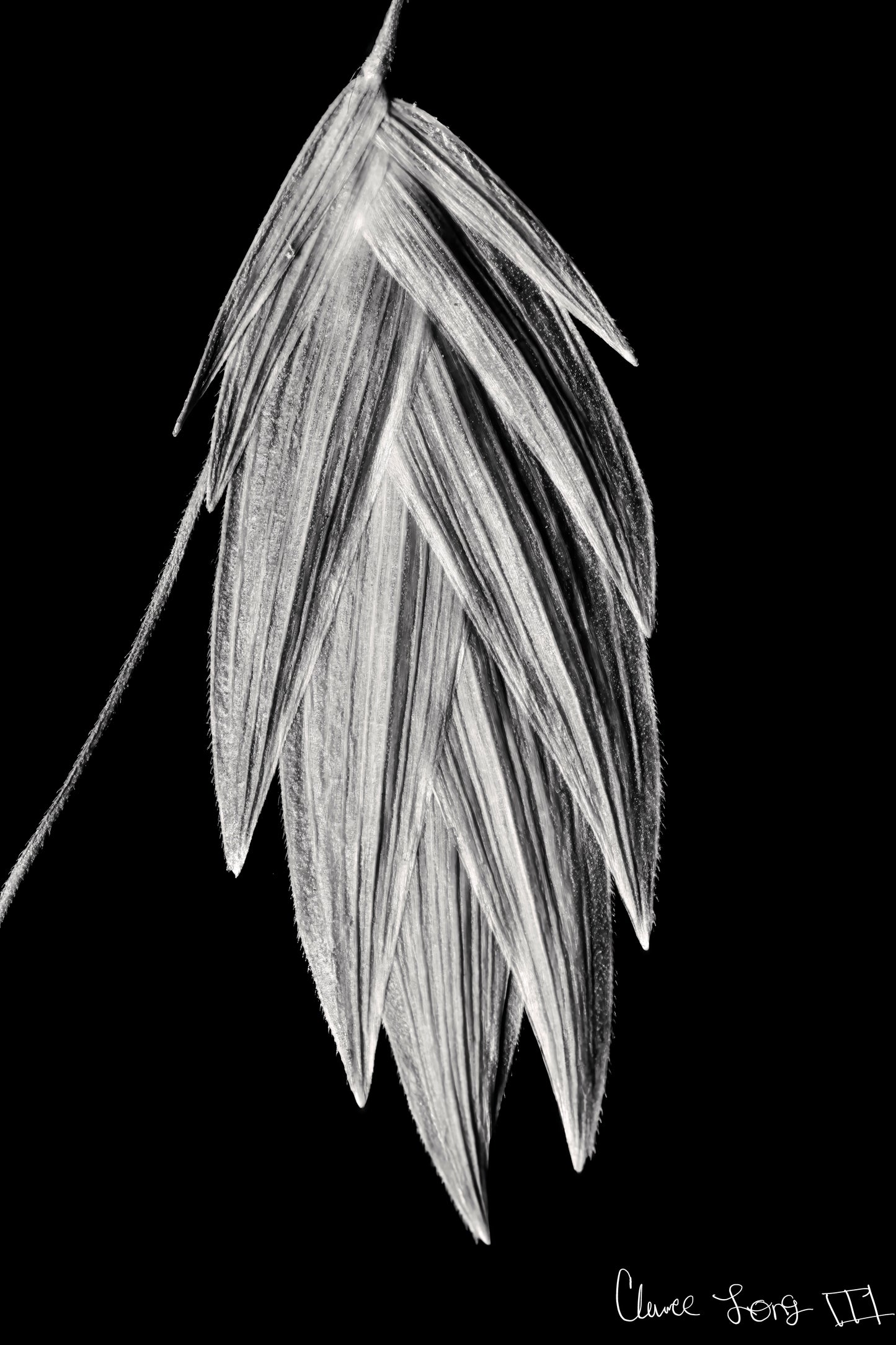 Tenebrous Sea Oat