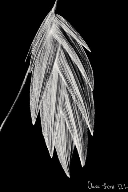 Tenebrous Sea Oat