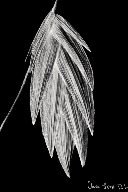 Tenebrous Sea Oat