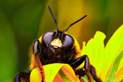 The Curious Bee