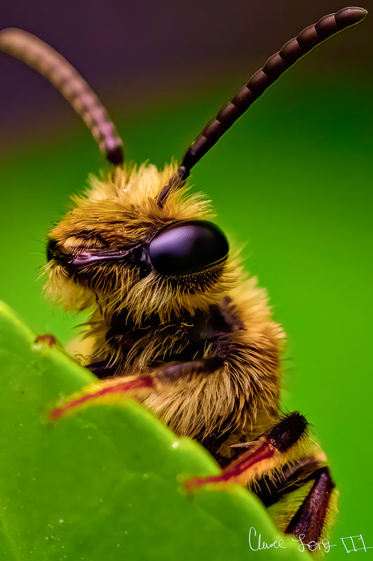 The Cutest Bee