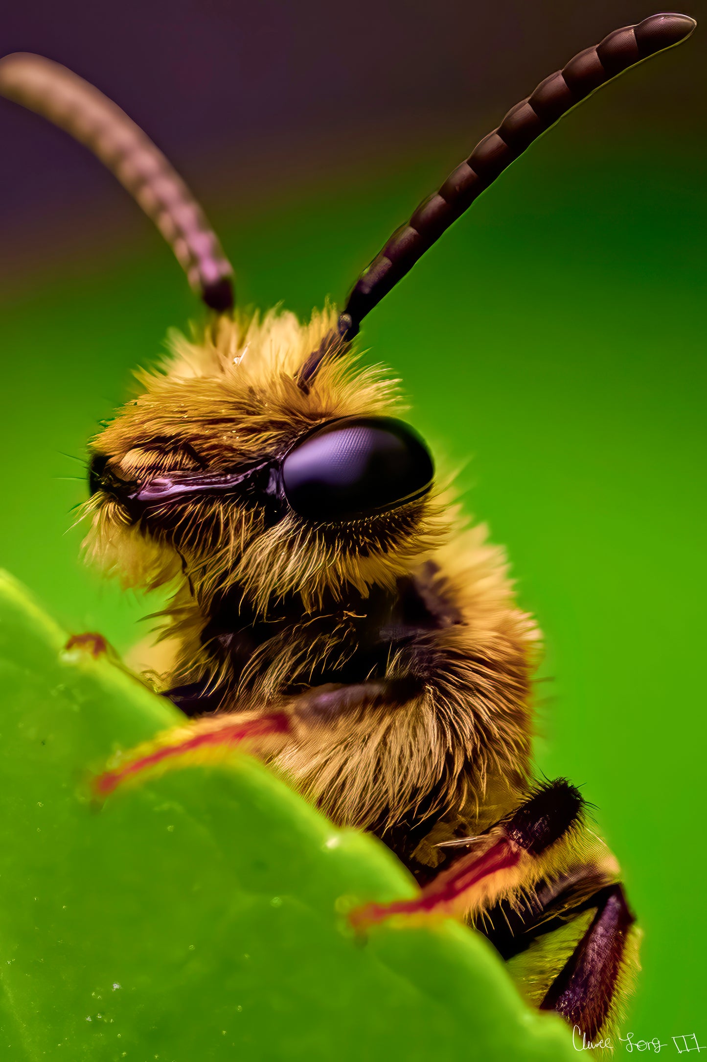 The Cutest Bee