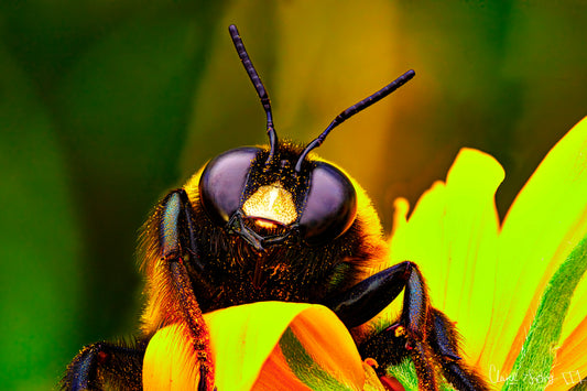 The Curious Bumblebee