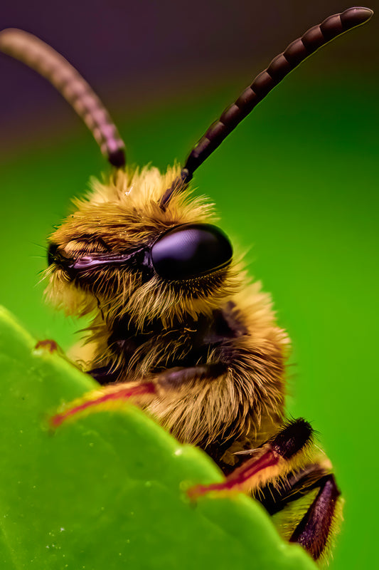 The Cutest Bee