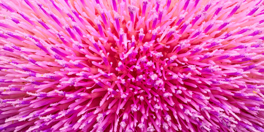 Thistle Sea