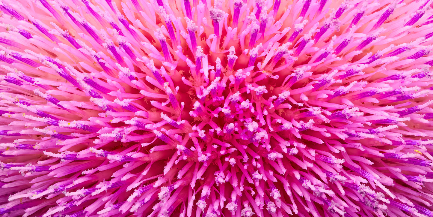 Thistle Sea