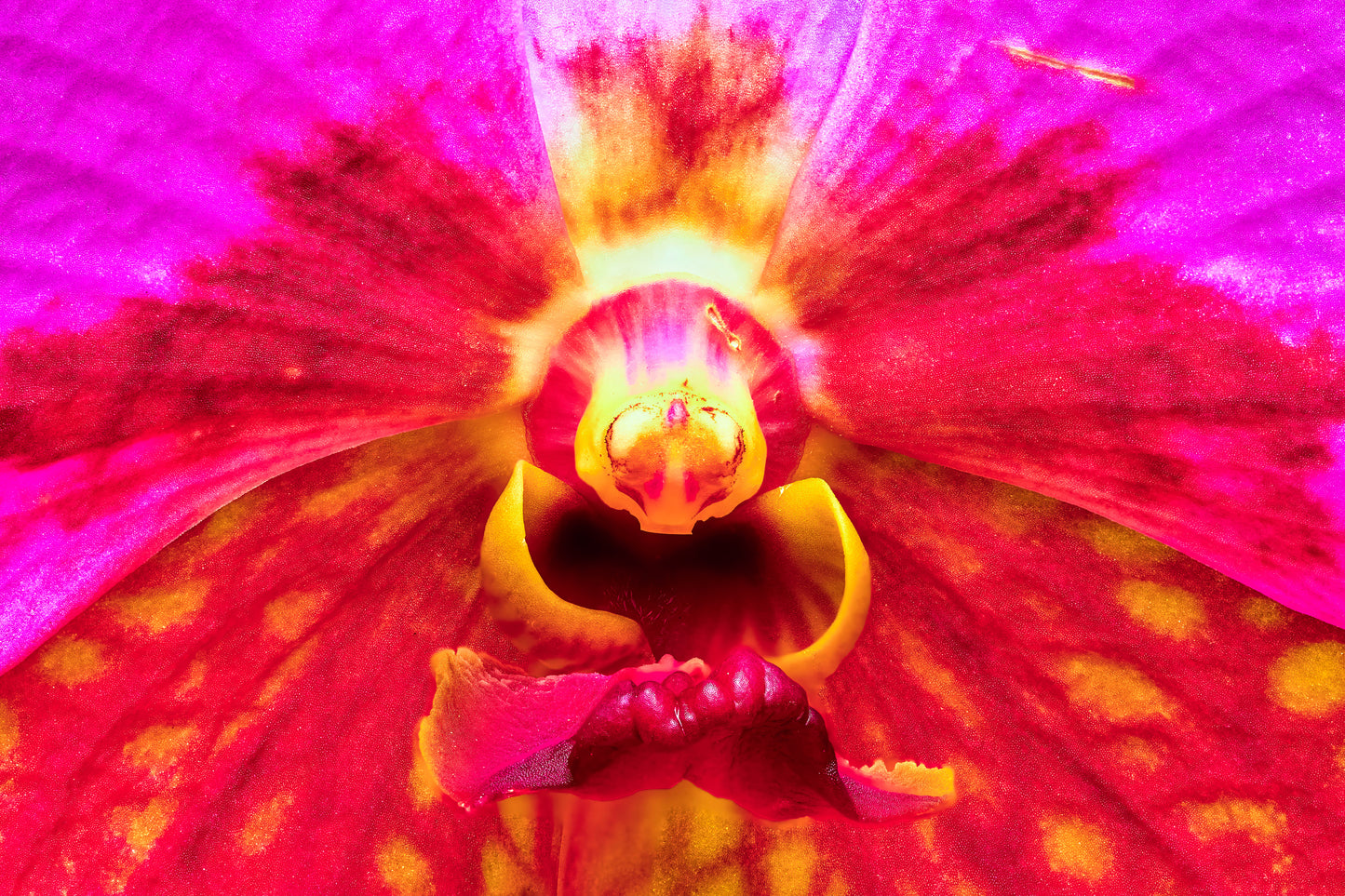 Tie Dye Orchid