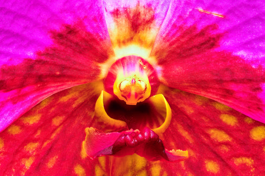 Tie Dye Orchid