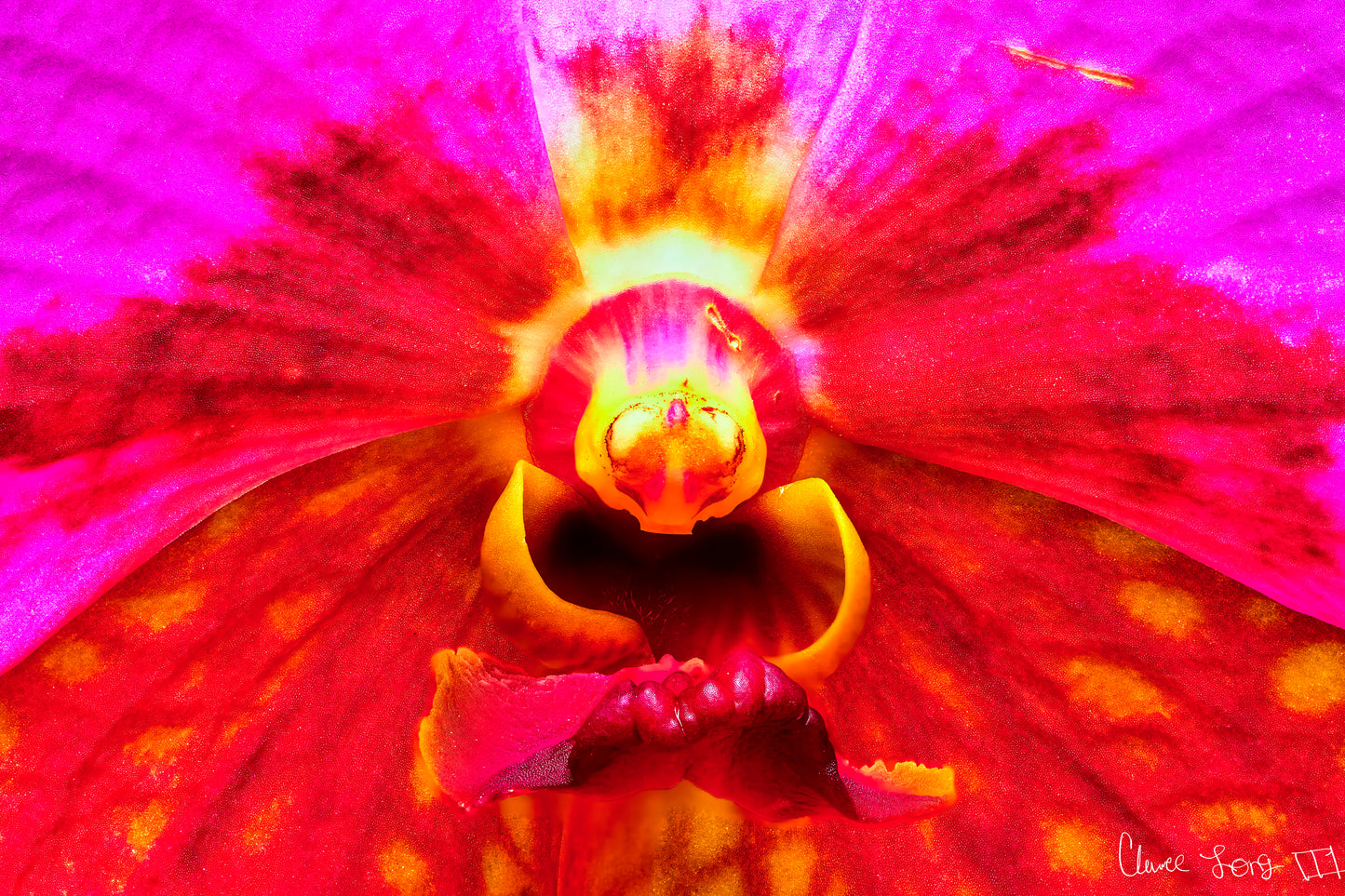 Tie Dye Orchid