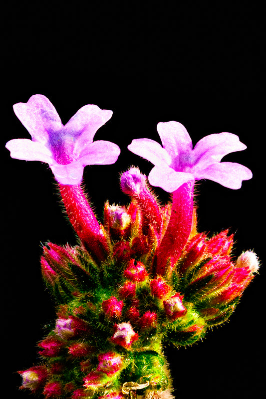 Verbena Bonariensis Pair