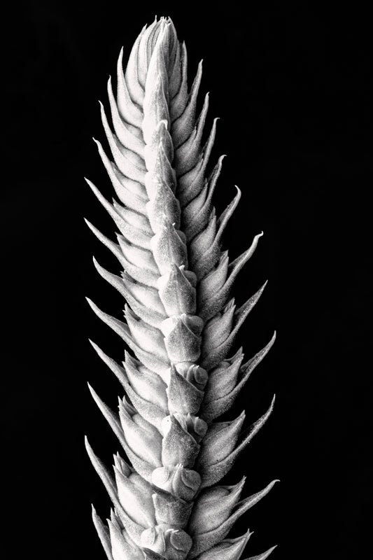 Vertebrae