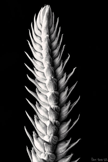 Vertebrae