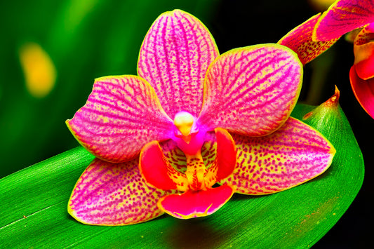 Vigorous Orchid