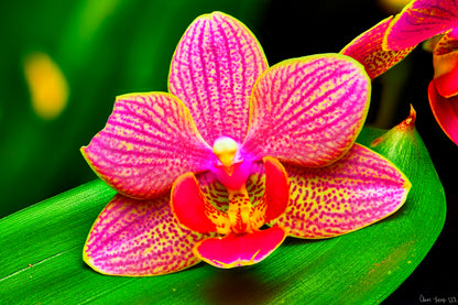 Vigorous Orchid