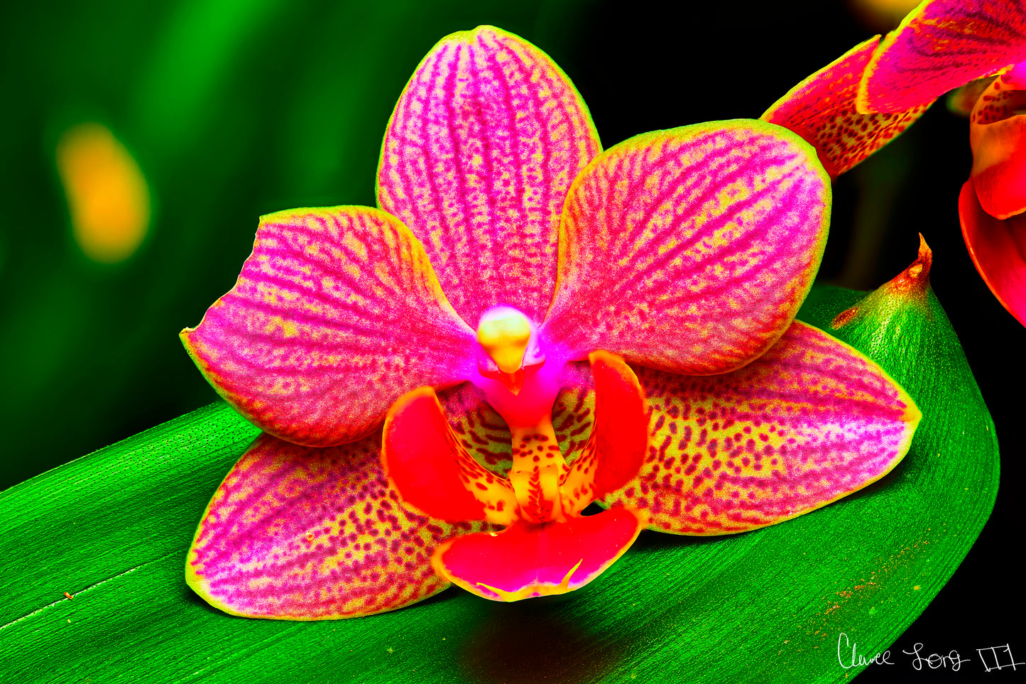 Vigorous Orchid