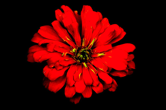 Zinnia of Fire
