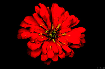 Zinnia of Fire