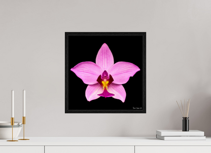 15 x 15″, Floater Frame Black Oak Bubblegum Star