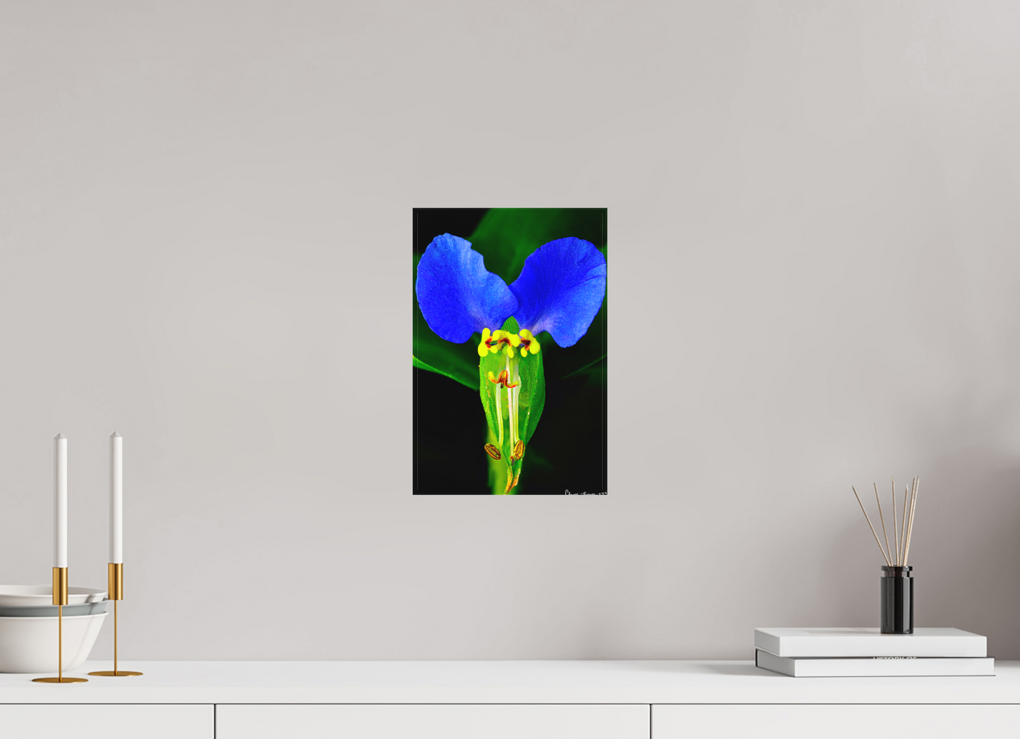 8 x 12″, Matte Canvas Asiatic Dayflower