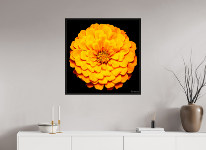 30 x 30″, Floater Frame Black Oak Midnight Sun