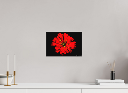 12 x 8″, Matte Canvas Zinnia of Fire