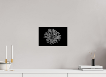 12 x 8″, Glossy Metal Carbon Zinnia